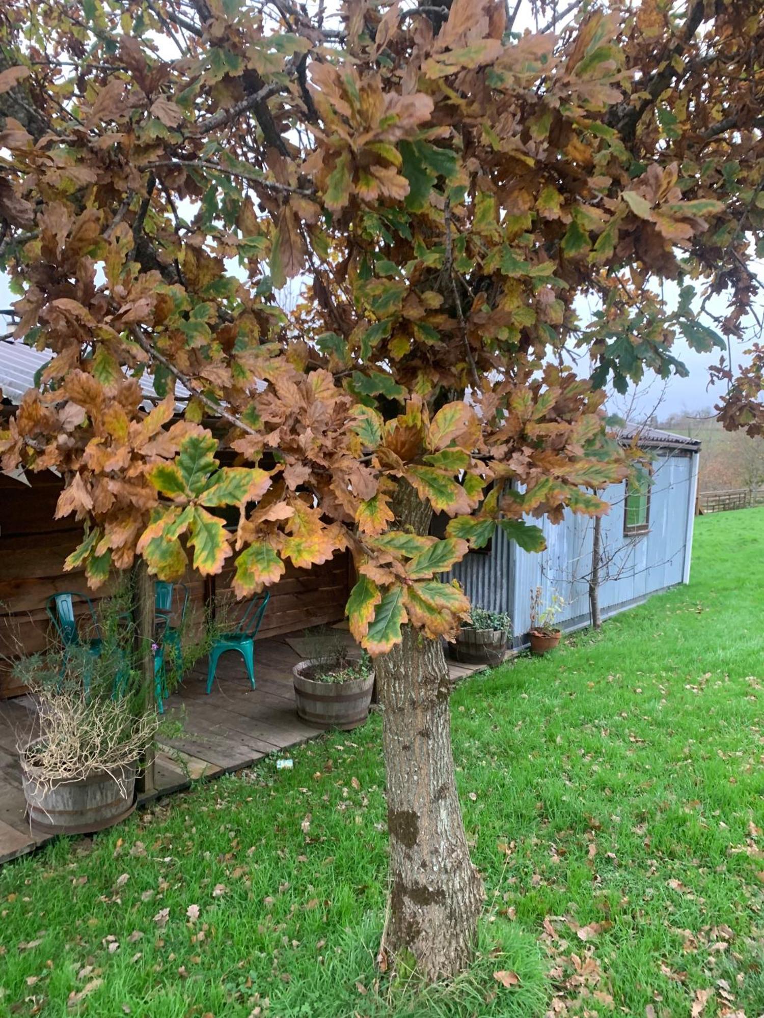 Ceridwen Glamping, Double Decker Bus And Yurts Hotell Llandysul Exteriör bild