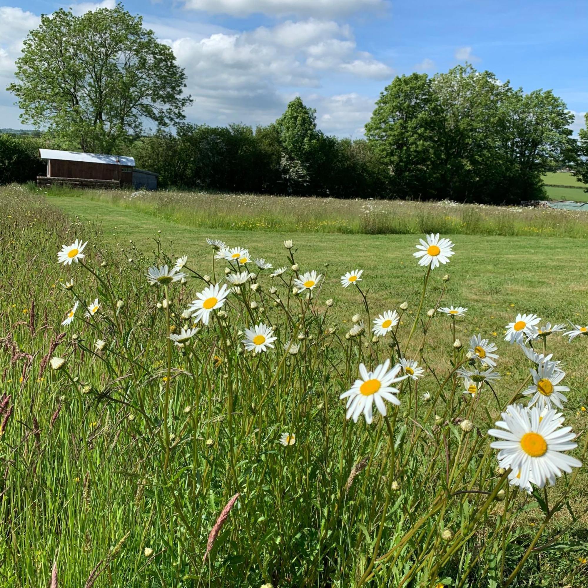 Ceridwen Glamping, Double Decker Bus And Yurts Hotell Llandysul Exteriör bild